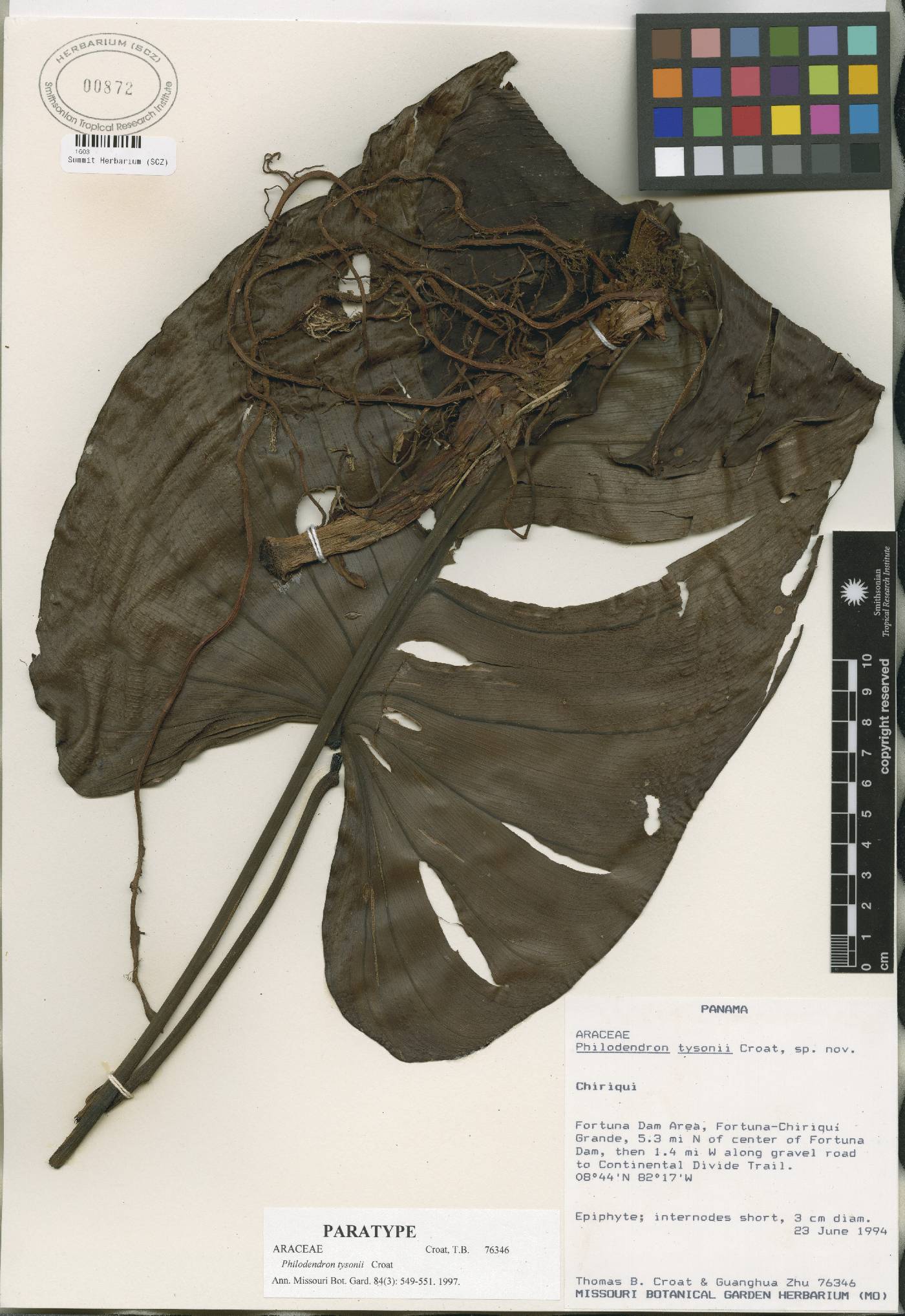 Philodendron tysonii image