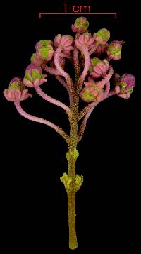 Mascagnia ovatifolia image